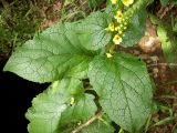 Verbascum nigrum