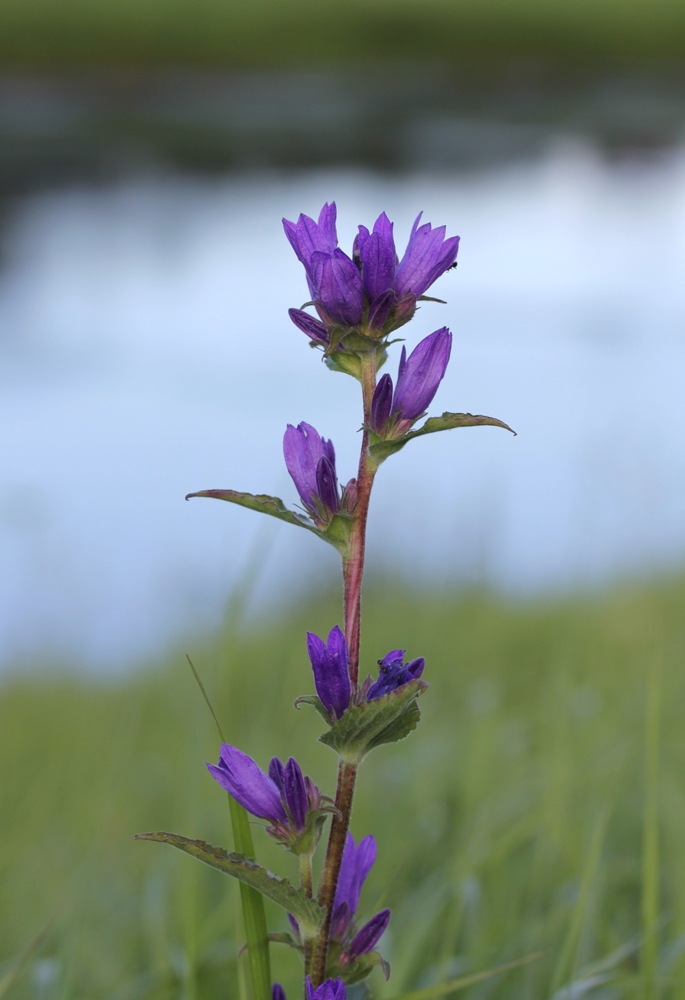 Image of Campanula glomerata specimen.