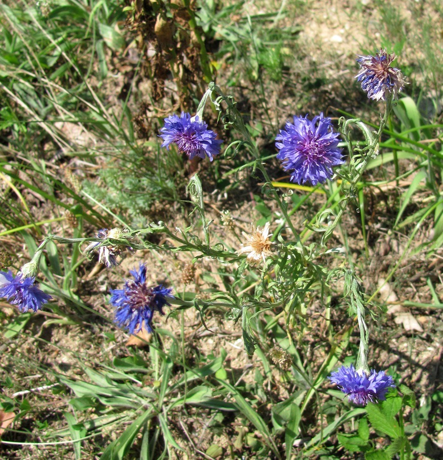 Image of Centaurea cyanus specimen.