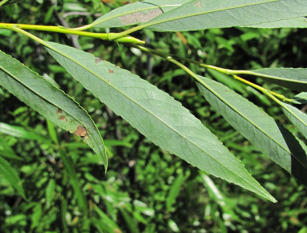 Ива остролистная фото. Ива остролистная. Salix acutifolia. Ива краснотал.