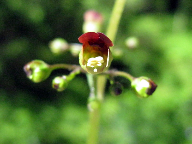 Изображение особи Scrophularia nodosa.