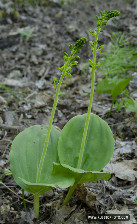 Изображение особи Listera ovata.