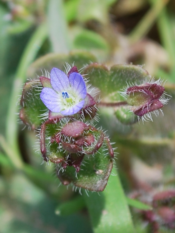 Изображение особи Veronica hederifolia.