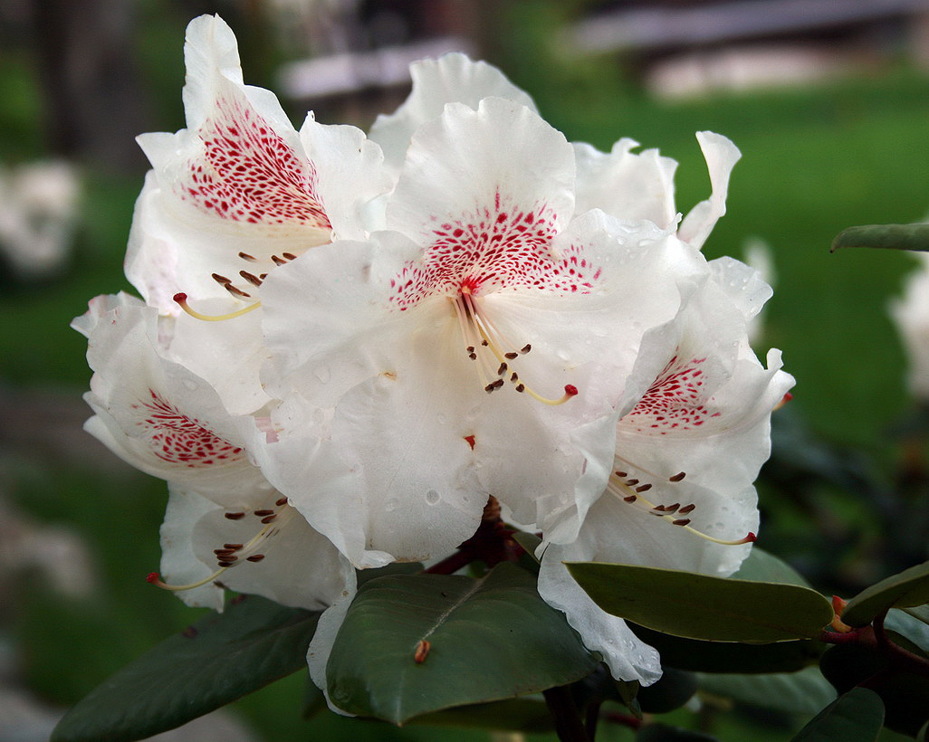 Image of genus Rhododendron specimen.