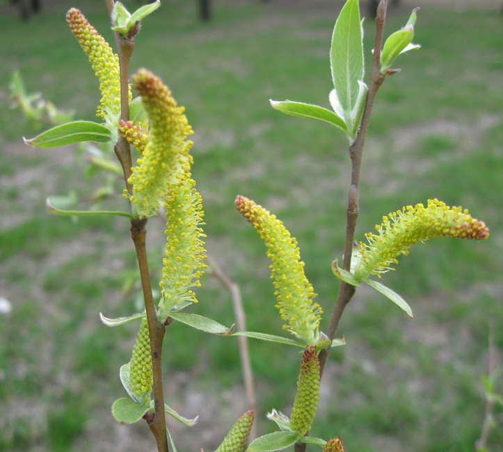 Image of Salix alba specimen.