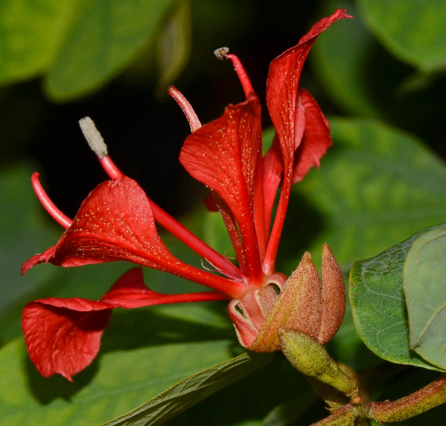 Image of Bauhinia galpinii specimen.