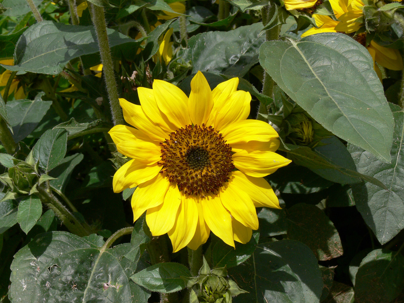 Image of Helianthus annuus specimen.