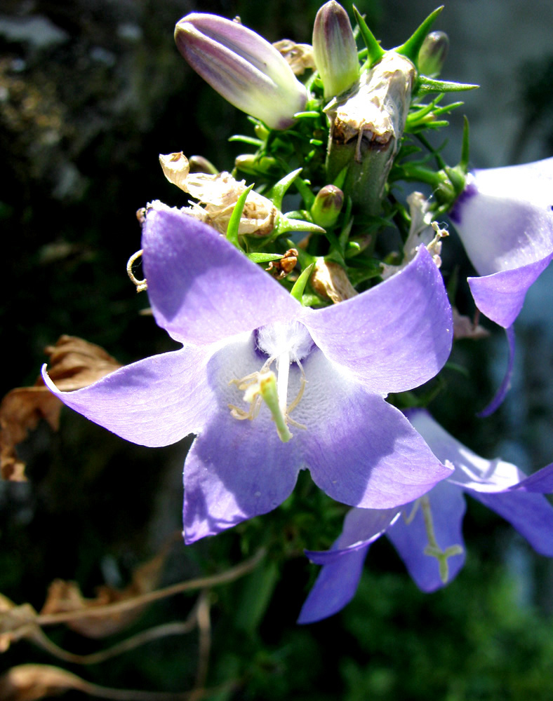 Image of Campanula pyramidalis specimen.