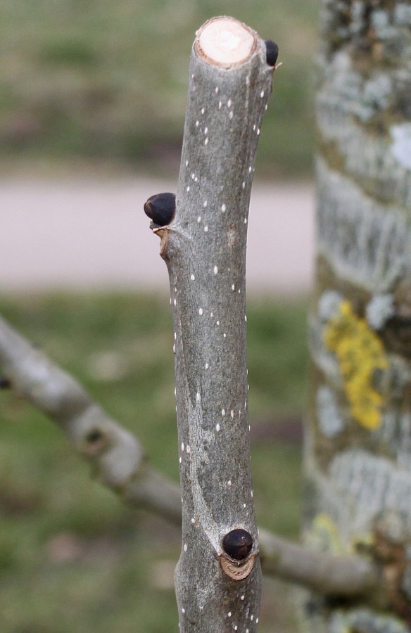 Image of Fraxinus excelsior specimen.