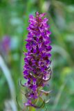 Dactylorhiza incarnata