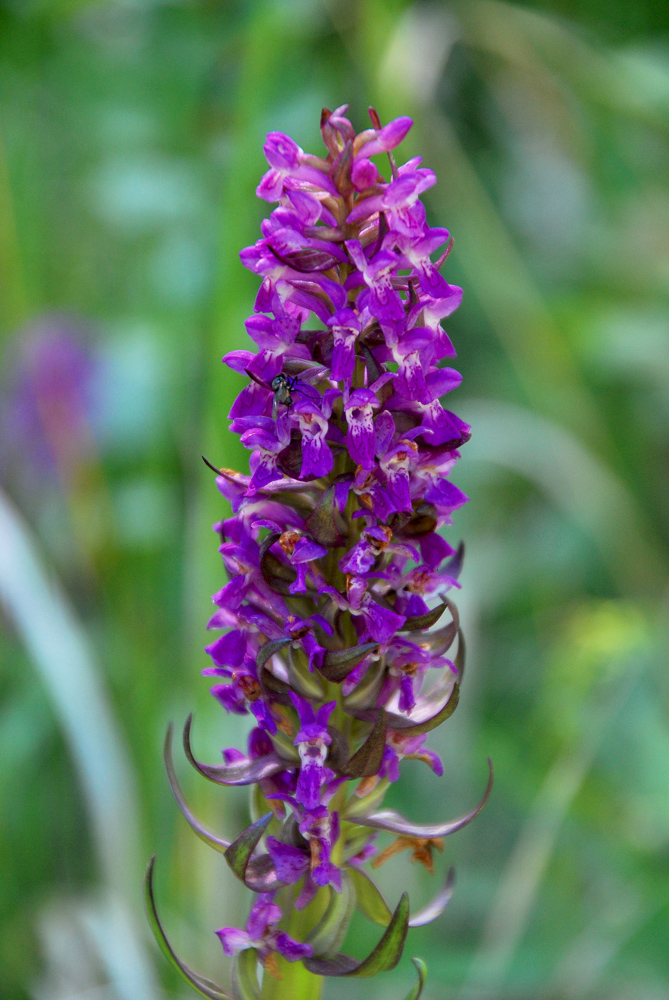 Изображение особи Dactylorhiza incarnata.