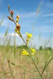 Linaria odora