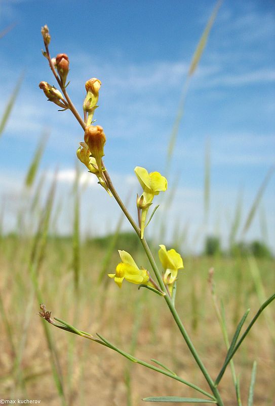 Изображение особи Linaria odora.