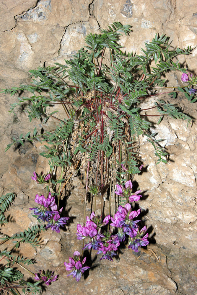 Image of Oxytropis ugamica specimen.