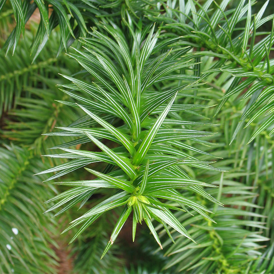 Image of Cunninghamia lanceolata specimen.