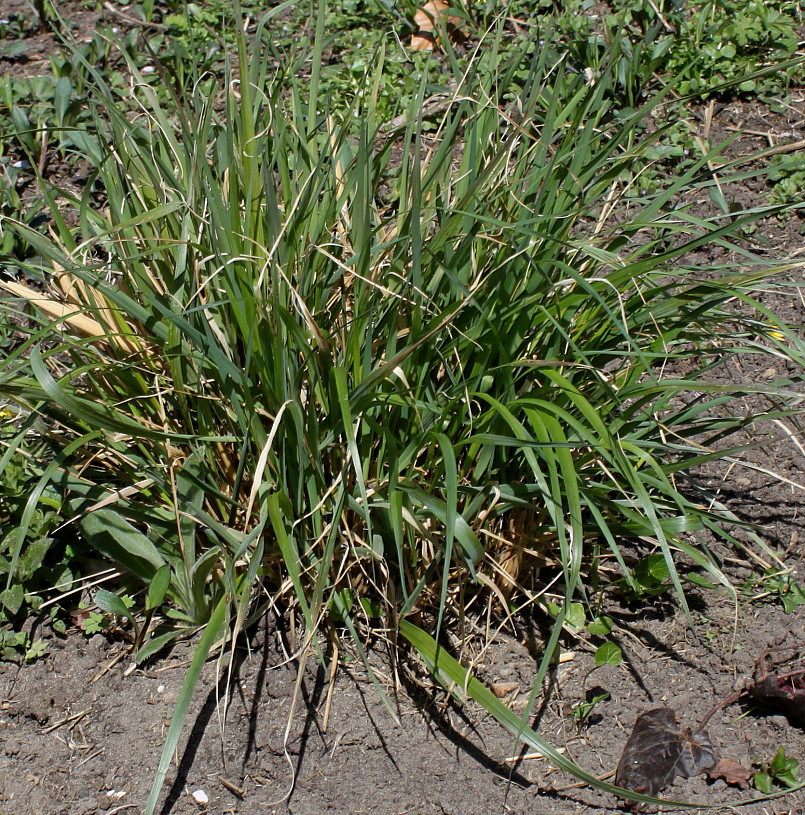 Image of Calamagrostis brachytricha specimen.