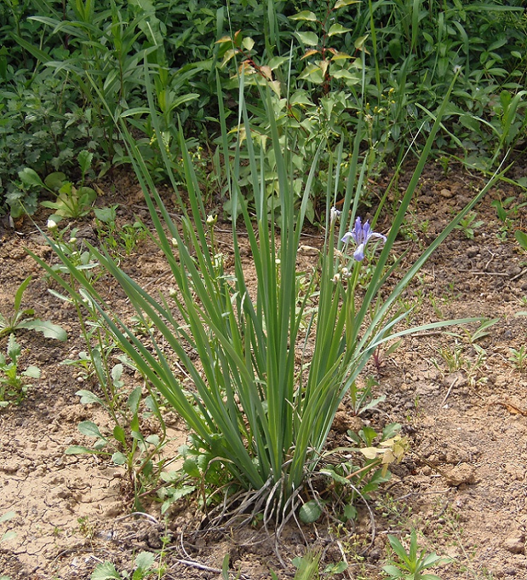 Image of Iris lactea specimen.