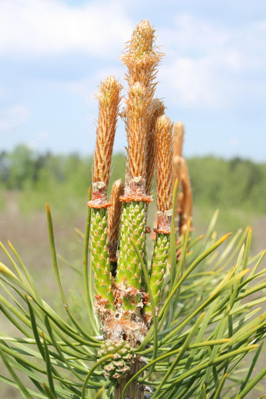 Image of Pinus sylvestris specimen.