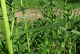 Achillea cartilaginea. Часть стебля с листом и молодым пазушным побегом. Архангельская обл., Холмогорский р-н, у дороги близ р. Сев. Двина. 09.06.2013.