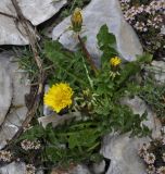 род Taraxacum