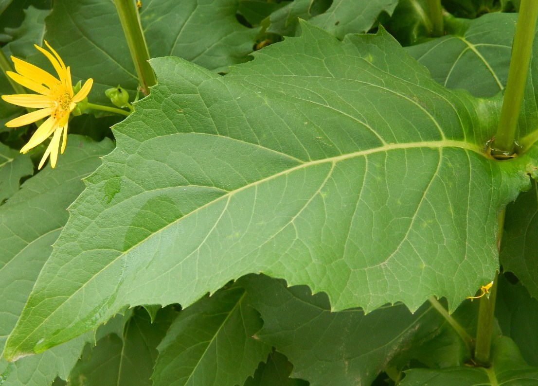 Изображение особи Silphium perfoliatum.