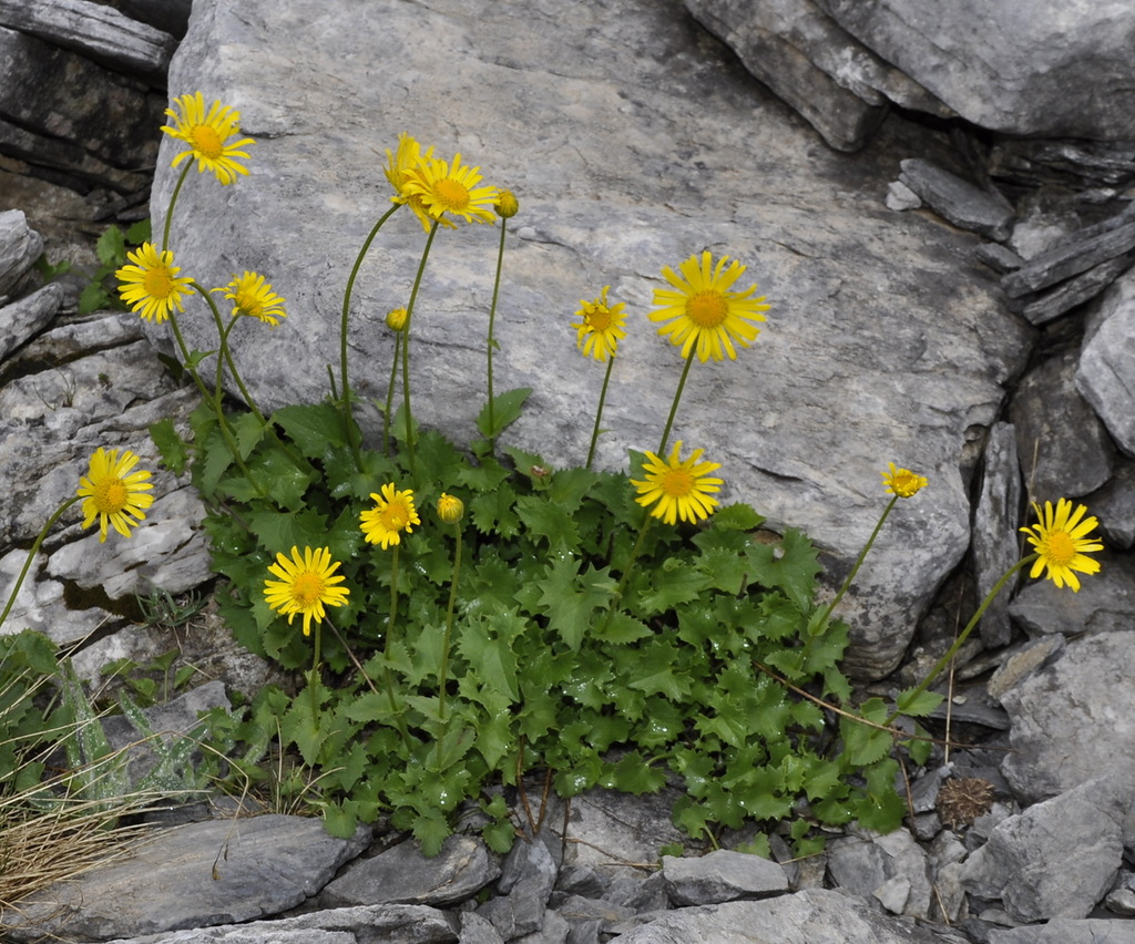 Image of Doronicum columnae specimen.