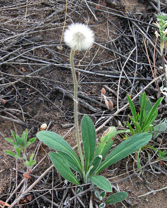 Изображение особи Pilosella officinarum.