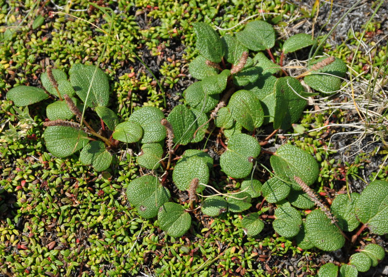 Изображение особи Salix reticulata.