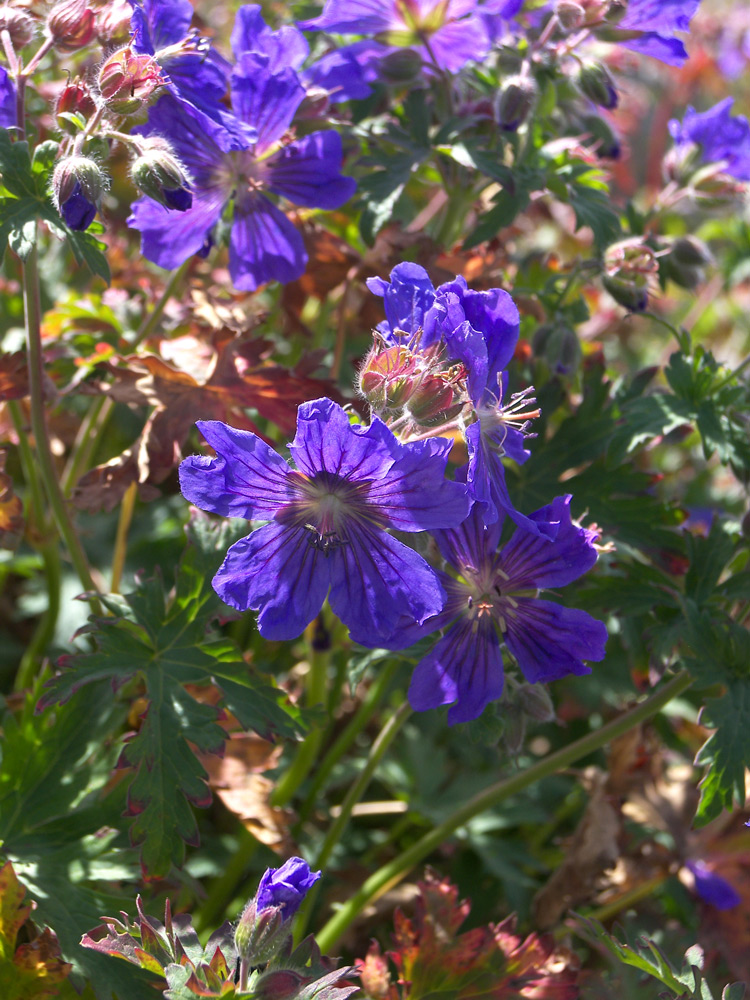 Image of Geranium gymnocaulon specimen.