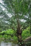 Elaeis guineensis. Плодоносящее растение. Таиланд, национальный парк Си Пханг-нга. 20.06.2013.