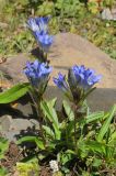 Gentiana kaufmanniana