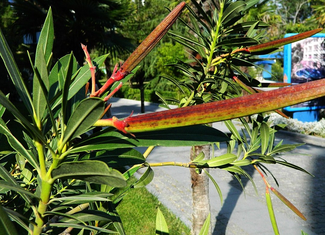 Image of Nerium oleander specimen.