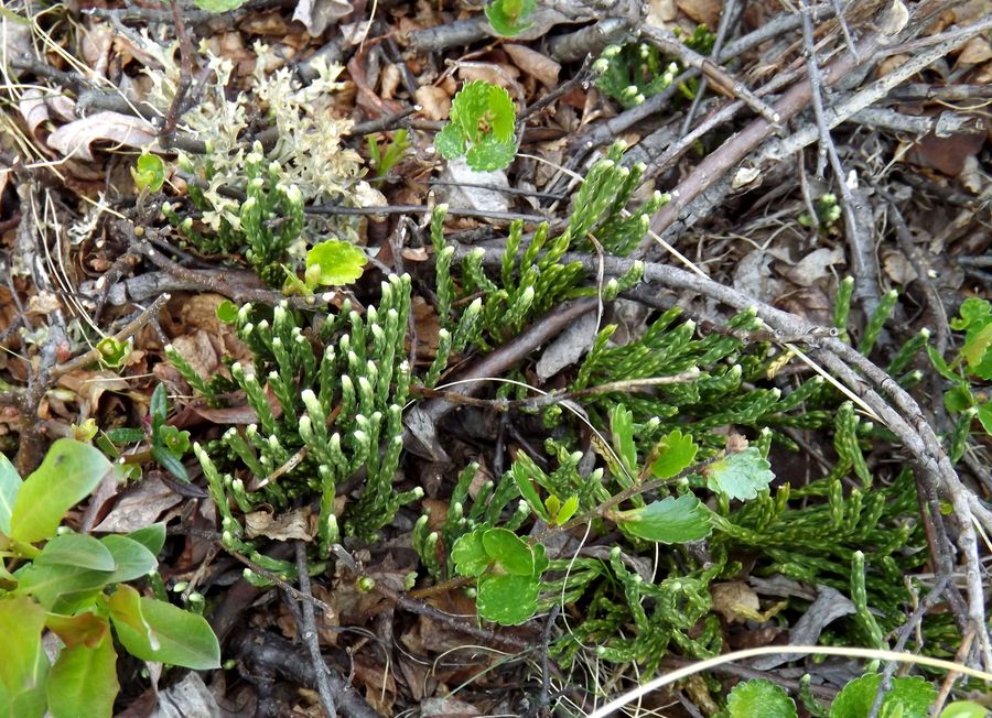 Image of Diphasiastrum alpinum specimen.