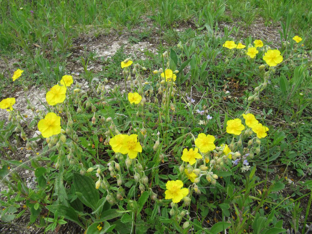 Image of Helianthemum nummularium specimen.