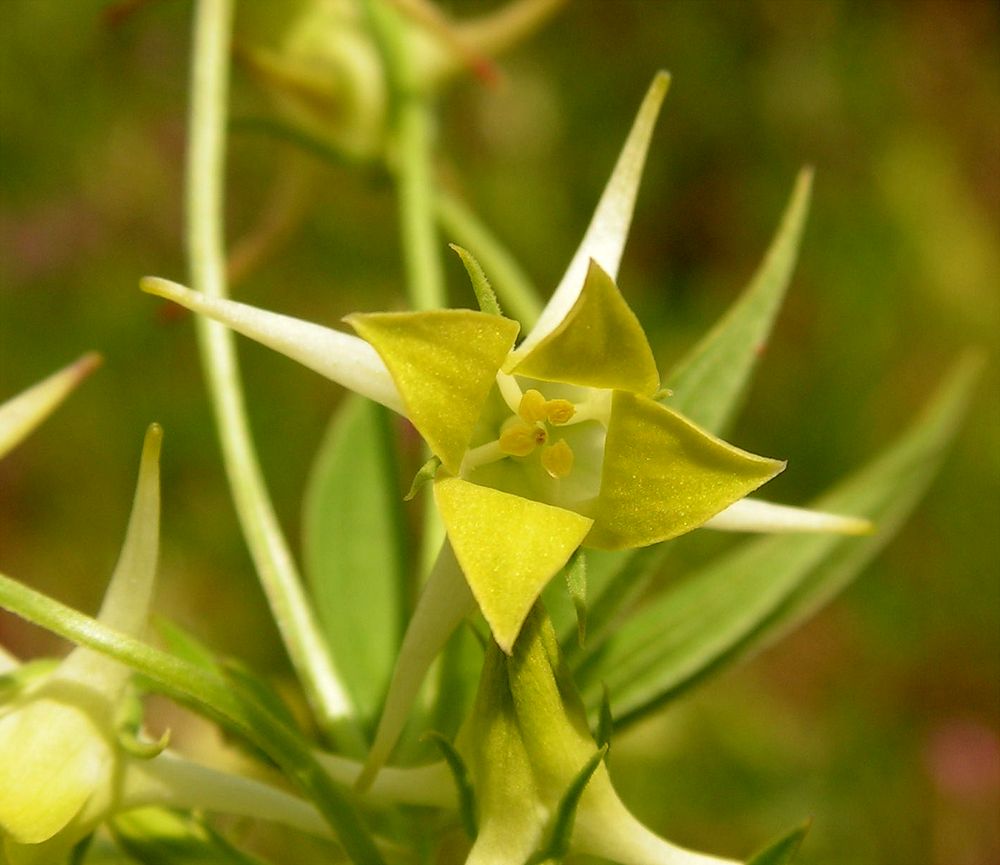 Image of Halenia corniculata specimen.