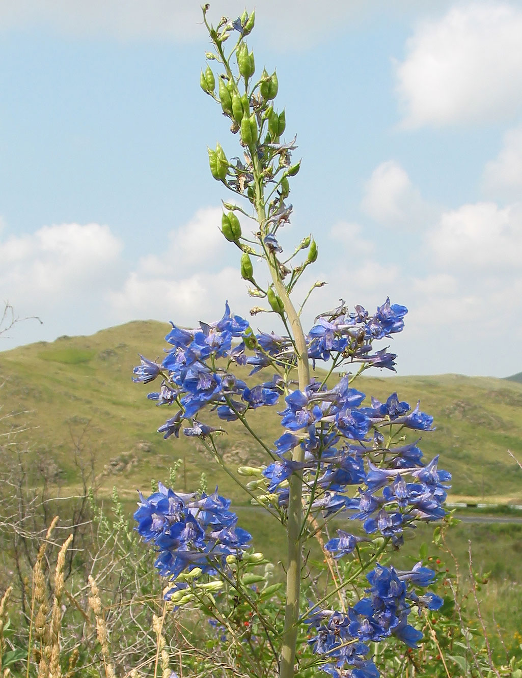 Image of Delphinium dictyocarpum specimen.