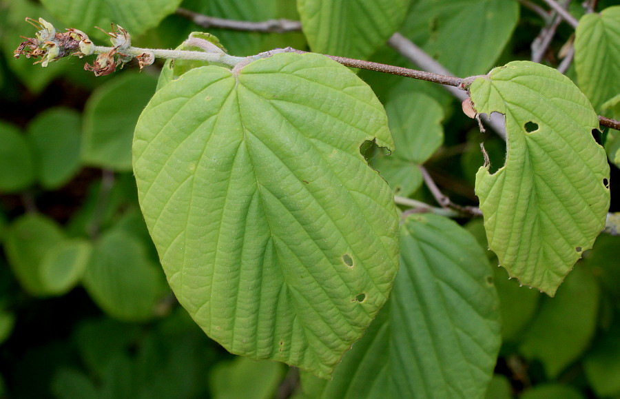 Image of Corylopsis sinensis specimen.