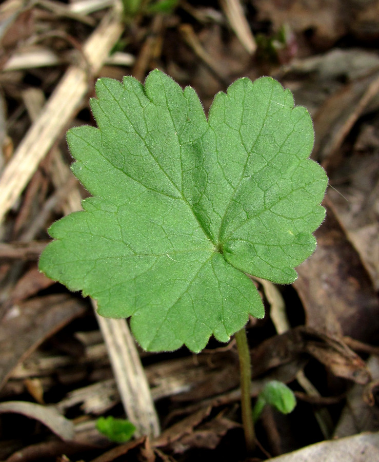 Image of Heracleum sibiricum specimen.