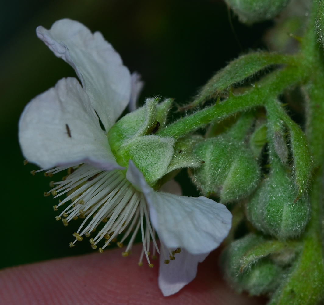 Изображение особи Rubus canescens.