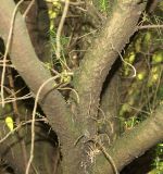 Taxus canadensis. Основания скелетных ветвей многоствольного растения. Германия, г. Дюссельдорф, Ботанический сад университета. 04.05.2014.