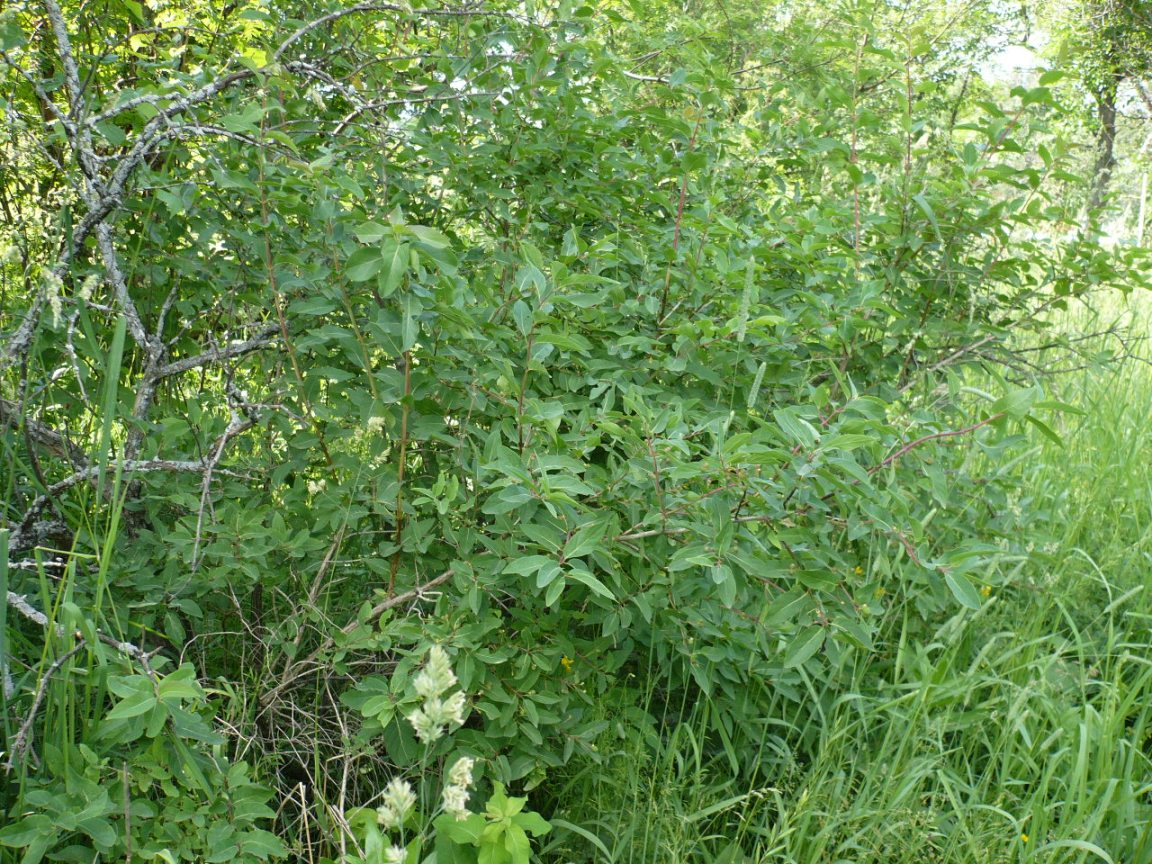 Image of Lonicera tatarica var. morrowii specimen.