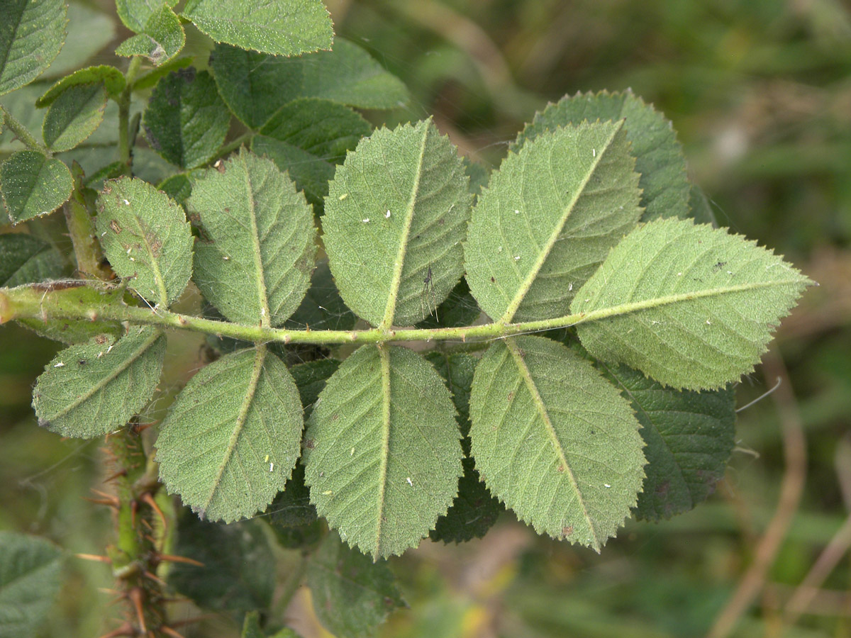 Image of Rosa pulverulenta specimen.