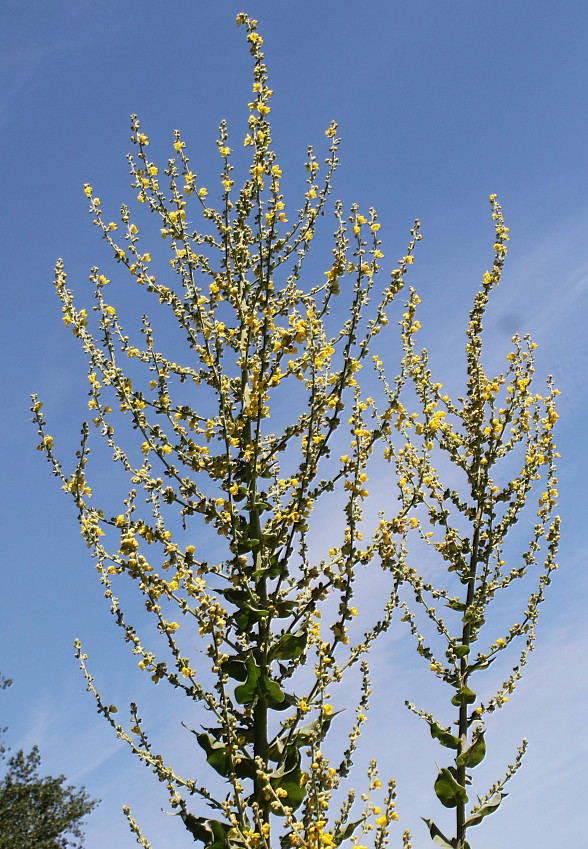 Изображение особи Verbascum pulverulentum.