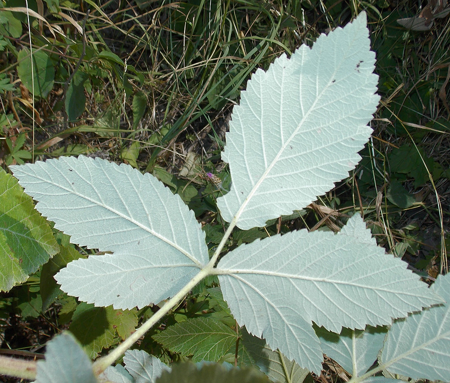 Изображение особи Rubus canescens.