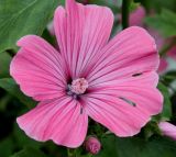 Malva trimestris. Цветок. Германия, г. Крефельд, Ботанический сад. 06.09.2014.