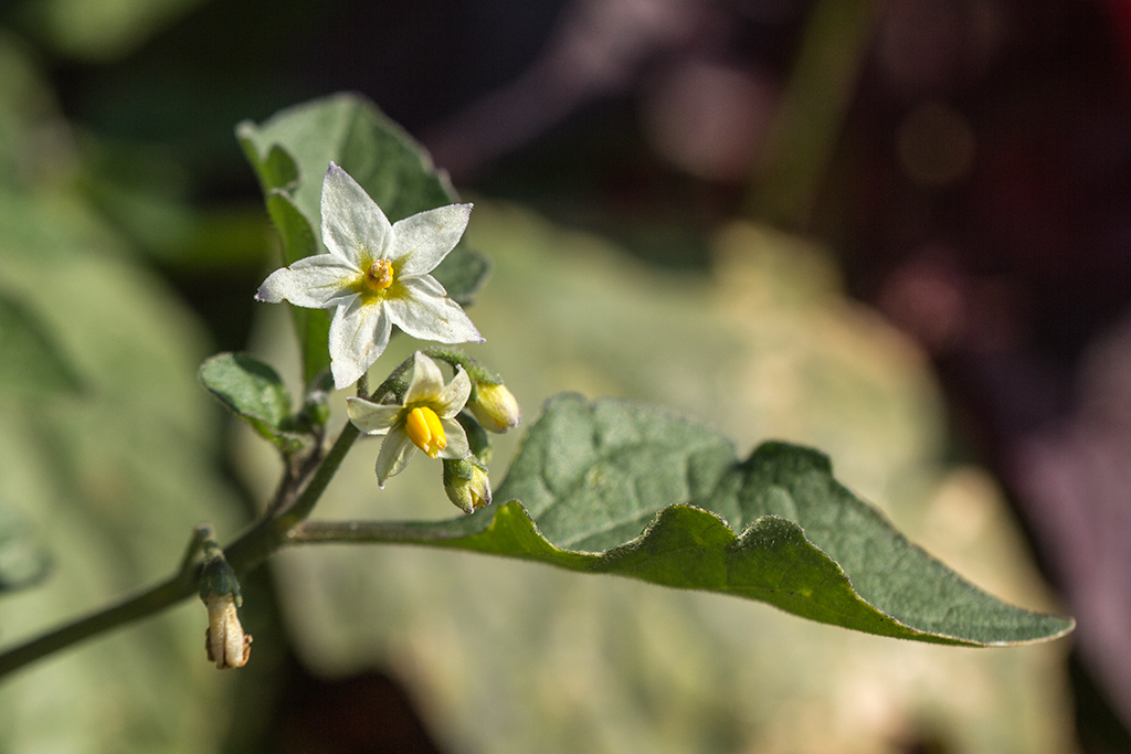 Image of Solanum nigrum ssp. schultesii specimen.