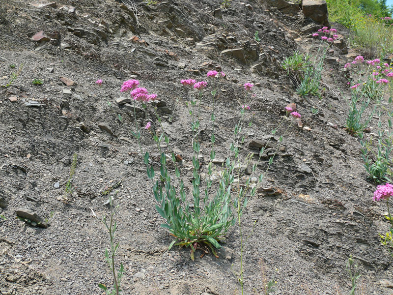 Изображение особи Silene compacta.