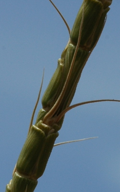 Изображение особи Aegilops tauschii.