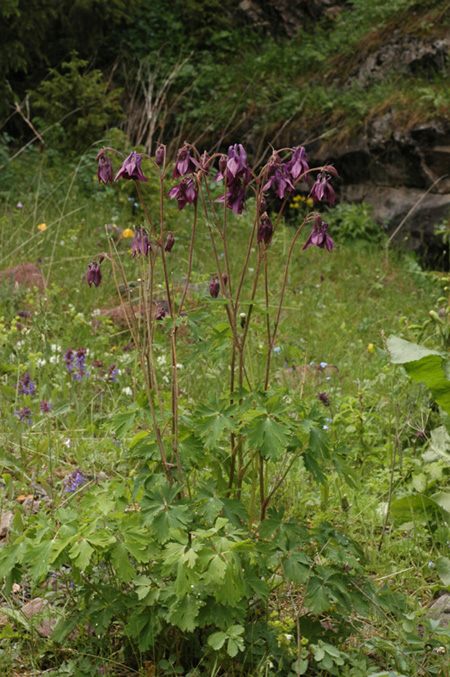 Изображение особи Aquilegia atrovinosa.