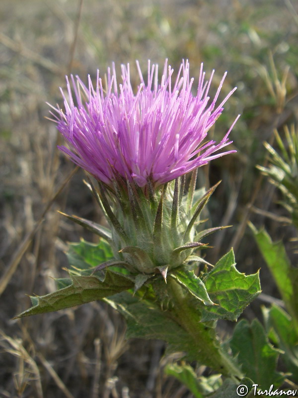 Image of Onopordum tauricum specimen.